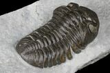 Monster, Eldredgeops Trilobite - Sylvania, Ohio #175643-4